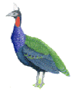 afropavo.gif (10717 octets)