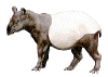 tapir_indien.gif (17429 octets)