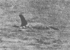 adams.gif (53379 octets)